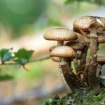 5 avantages secrets des Mushrooms pour la santé