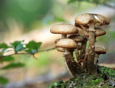 5 avantages secrets des Mushrooms pour la santé que vous devez connaître