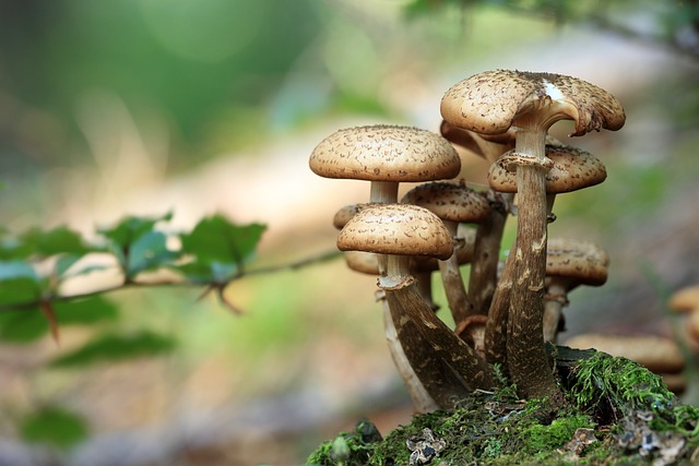 5 avantages secrets des Mushrooms pour la santé que vous devez connaître