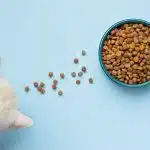 Santé féline : Comment assurer le bon développement de vos chatons ?