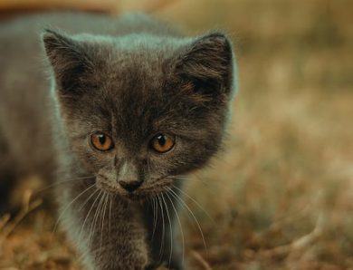 Les erreurs à éviter avec les chats : Ce que les nouveaux propriétaires doivent savoir