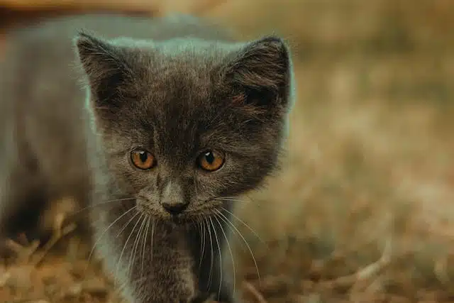 Les erreurs à éviter avec les chats : Ce que les nouveaux propriétaires doivent savoir