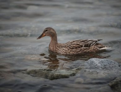 Méthode d’élevage de canard