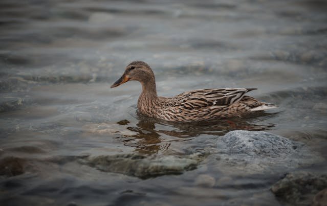 Méthode d’élevage de canard