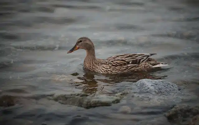Méthode d’élevage de canard