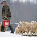 mouton