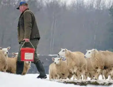 Les tâches quotidiennes d’un éleveur dans une ferme de moutons