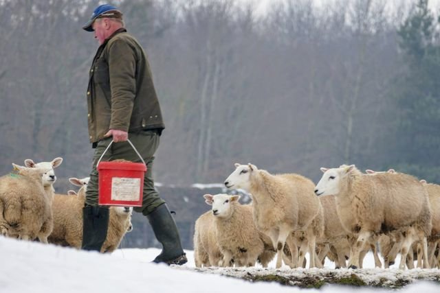 Les tâches quotidiennes d’un éleveur dans une ferme de moutons